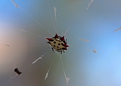 [In the center of a web with about 11 strands of white coming from it is a round spider with two red triangles coming from three of its sides (six total spikes). Legs are visible from the fourth side that does not have these spiny projections. The body of the spider seems like a hard shell and is white with four large black dots on it.]